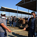 'Değnekle pazarlık' dönemi başladı: Kurbanlıklar görücüye çıktı