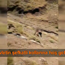 PKK'da çözülme son hız devam ediyor: Hakkari'de bir terörist kahraman Mehmetçiklere böyle teslim oldu