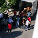 Sultangazi'de kapalı kasa kamyonette havasız kalan dört kurbanlık öldü, ikisi ise ölmek üzereyken kesildi