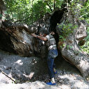 Define bulmak için 700 yıllık çınarı talan edip yaktılar