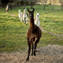 Lamalardan alınan iki antikor, laboratuvar ortamında koronavirüsü etkisizleştirdi