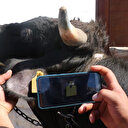 'Hayvan Kayıt Sistemi'nden kurbanınızın küpe numarasını sorgulayın