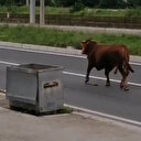 Firar eden kurbanlık tosun 10 kilometrelik kovalamaca sonucunda yakalandı