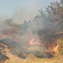 Tekirdağ’daki yangın ormana sıçradı