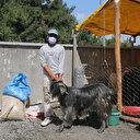 Kurban pazarında keçiye talep arttı: Diğer küçükbaşlarla arasında aşağı yukarı bin TL gibi bir miktar oynama oluyor
