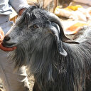 Uygun fiyatlarıyla keçiler kurban pazarlarının maskotu oldu