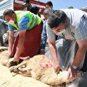 Kurbanlar ve secdeler ile Ayasofya'ya kavuşmanın şükrünü yerine getirdiler