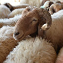 Kesilen kurbanın kanından alna sürülmesi dinimizde var mıdır?