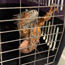 Üsküdar'da 125 santim uzunluğunda iguana bulunu: Nat Geo Üsküdar!