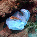 Kaş Limanı'nda utandıran fotoğraflar: Özellikle tatilcileri uyarıyoruz