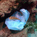 Kaş Limanı'nda utandıran fotoğraflar: Özellikle tatilcileri uyarıyoruz