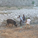 Kaçan kurbanlık 3 saat peşinden koşturdu