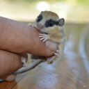 Afyonkarahisar'da bahçede bulunan hayvan şaşırttı: Yılın 7 ayı uyuyor