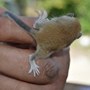 Afyonkarahisar'da bulundu: Yılın 7 ayı uyuyor nesli tehlike altında