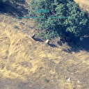 İHA görüntüleri teröristlerin hain planını deşifre etti: Ormanlık bölgeyi ateşe vermeleri saniye saniye görüntülendi