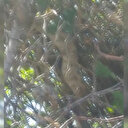 Dünyanın en zehirli yılanlarından Koca engerek Malatya'da görüldü