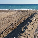 Sahildeki caretta yuvaları ezildi, yumurtaları martılar yedi