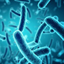 Bakterilerin birbiriyle haberleştiği ortaya çıktı