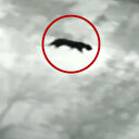 Güneydoğu efsanesi 'Anadolu Parsı' böyle görüntülendi