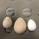 İstanbul Havalimanı'nda CİTES ekiplerince ele geçirildi: Ticareti yasak