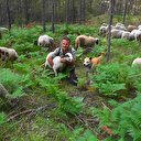 Ankara'da müdürlük yaptıktan sonra istifa etti: Köyüne dönüp koyunlara bakıyor