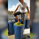 Salça rezaletinden sonra biber turşu rezaleti: Fıçıya çıkıp ayaklarıyla bastırdı