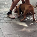 İstanbul’un göbeğinde pitbull dehşeti kamerada: Köpeği vurun