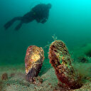 Bu da denizlerdeki koronavirüs: Hızla yaşamlarını kaybediyorlar!