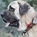 Aksaray ve Sivas valileri arasındaki 'Anadolu Aslanı' atışması gülümsetti