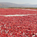 Elazığ'dan dünya sofralarına bin ton kurutulmuş domates