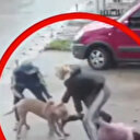 Pitbull dehşeti kamerada: Küçük kızın bacağını kırdı