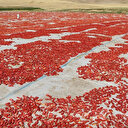 Diyarbakır’dan İtalya’ya uzanan lezzet: Kurutulmuş domates