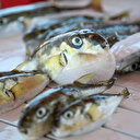 Balıkçıların korkunç iddiası: Balon balığını sokak aralarında 'mezgit' diye satıyorlar