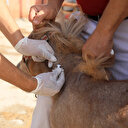 Türkiye'de bir ilk: Eşeklere mikroçip takıldı