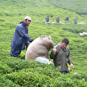 Türkiye'den 105 ülkeye çay ihracatı