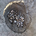 Marmara'da heyecanlandıran keşif: Yumurtadan çıkan yavruların bulunduğu 'caretta caretta yuvası' tespit edildi