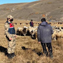 Ardahan'da kayıp koyun sürüsü, dronla bulundu
