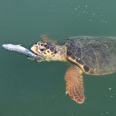 Caretta carettaların balık ziyafeti