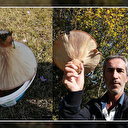 Dev mantar görenleri şaşırtıyor: Yaylada 620 gramlık mantar buldu