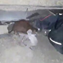 Enkaz altında kalan kedi canlı olarak böyle kurtarıldı