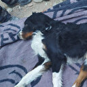 İzmir'de 65 saat sonra bir köpek enkaz altından kurtarıldı