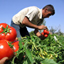 Domateste 10 ayda yarım milyar dolarlık ihracat