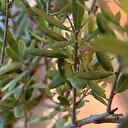 Uzun yaşamın sırrı zeytin yaprağının faydaları saymakla bitmiyor