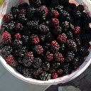 Kilosu 300 lira: Kanser ve tümör hücrelerini uzaklaştırıyor