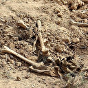 Kerkük'te 50 cesedin yer aldığı toplu mezar bulundu