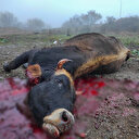 Vandallar: Terk ettikleri köyleri yakıp yıkan Ermeniler hayvanları da telef etti