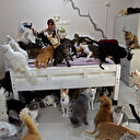 Evinde 480 kedi ve 12 köpekle yaşıyor: İnsanlardan daha iyi iletişim kuruyorum