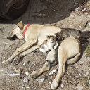 Kütahya'da içleri ısıtan görüntü: Labrador cinsi köpek kedi yavrularına annelik yapıyor