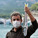 Balon balığının kuyruğunu getirene para verilecek: Ek gelir olacak