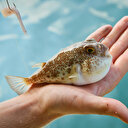 Resmi gazetede yayınlandı: Balon balığı avlayana para verilecek